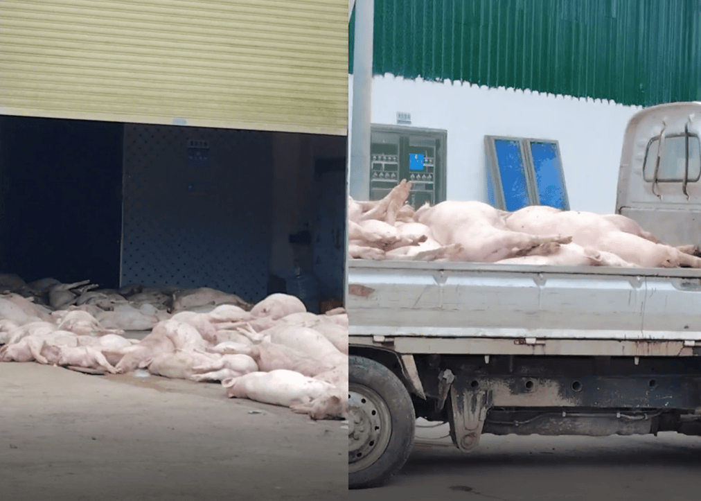 广东一食品企业出现大量死猪事件追踪:公安部门介入侦办,企业负责人被控制