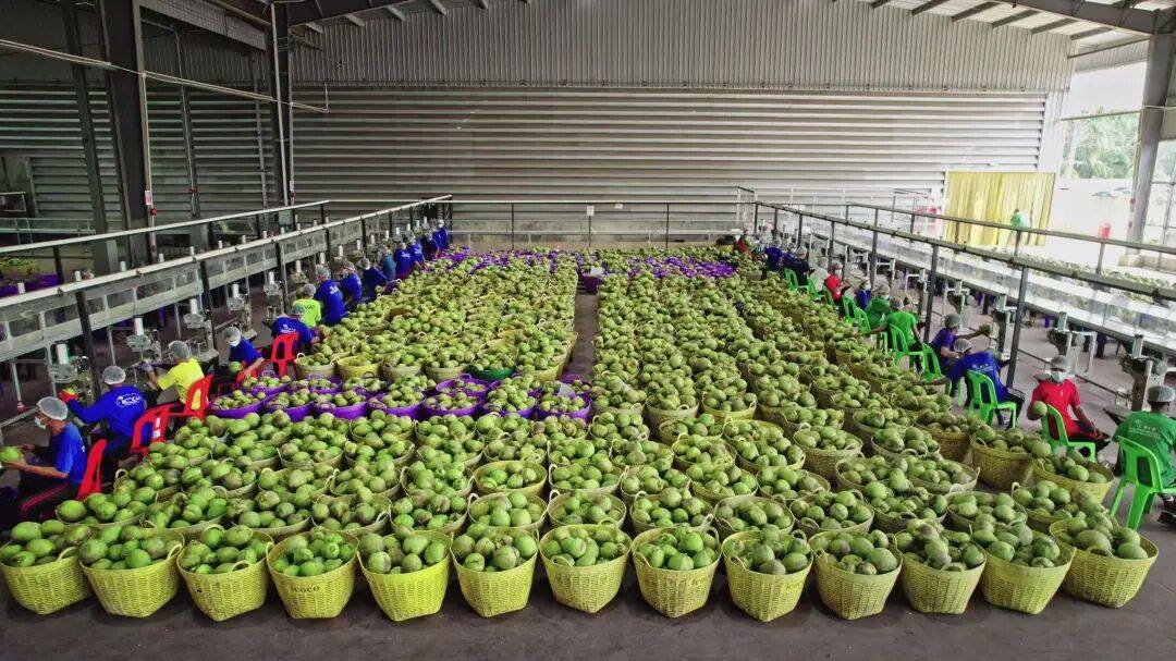 椰子水之外,大公司争夺40亿元生椰市场